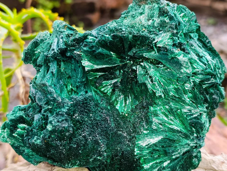 Natural Large Silky Rosette Malachite Classic Specimen x 1 From Kambove Copper Mine, Congo