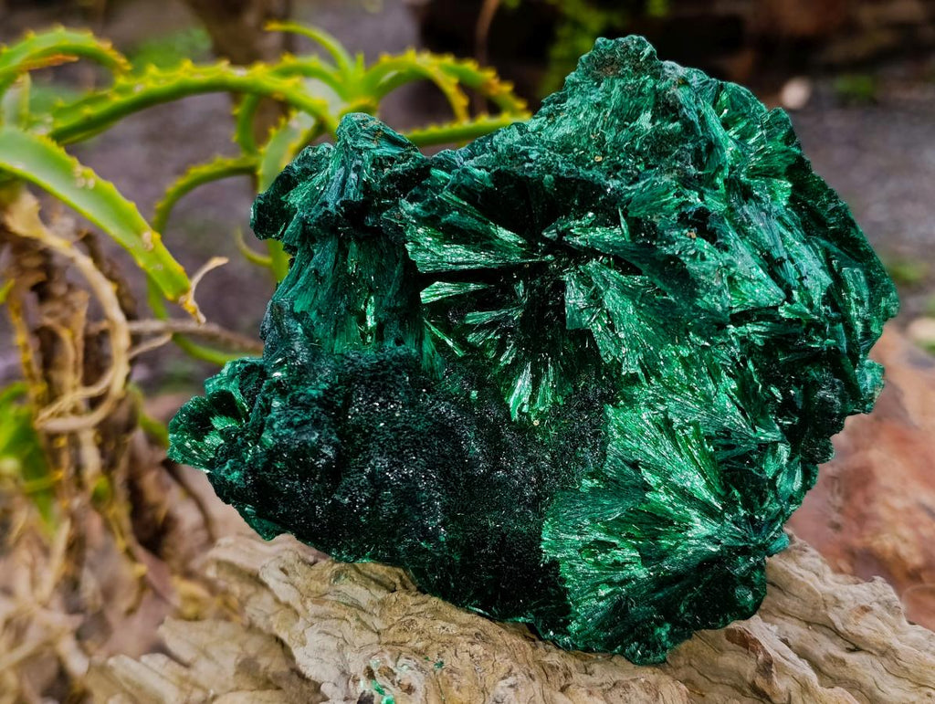 Natural Large Silky Rosette Malachite Classic Specimen x 1 From Kambove Copper Mine, Congo