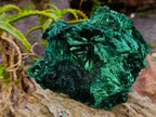 Natural Large Silky Rosette Malachite Classic Specimen x 1 From Kambove Copper Mine, Congo