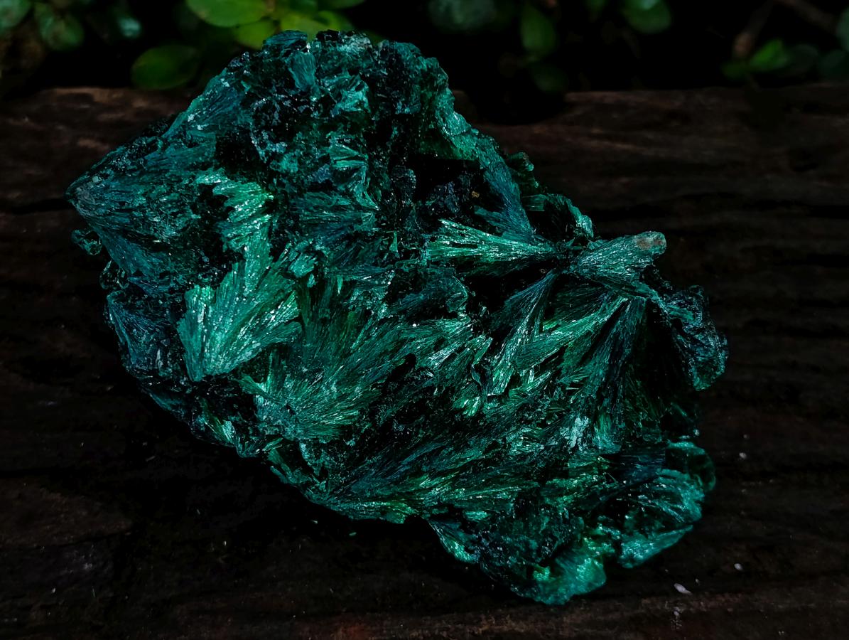 Natural Large Silky Rosette Malachite Classic Specimen x 1 From Kambove Copper Mine, Congo