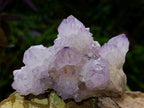 Natural Classic Sunburst Spirit Amethyst Crystal Cluster x 1 From Boekenhouthoek, South Africa