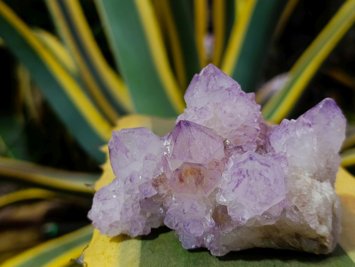 Natural Classic Sunburst Spirit Amethyst Crystal Cluster x 1 From Boekenhouthoek, South Africa