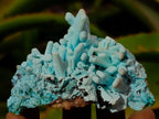 Natural Tabular Chrysocolla Pseudomorph after Azurite after Malachite Specimen x 1 From Lupoto Mine, Congo
