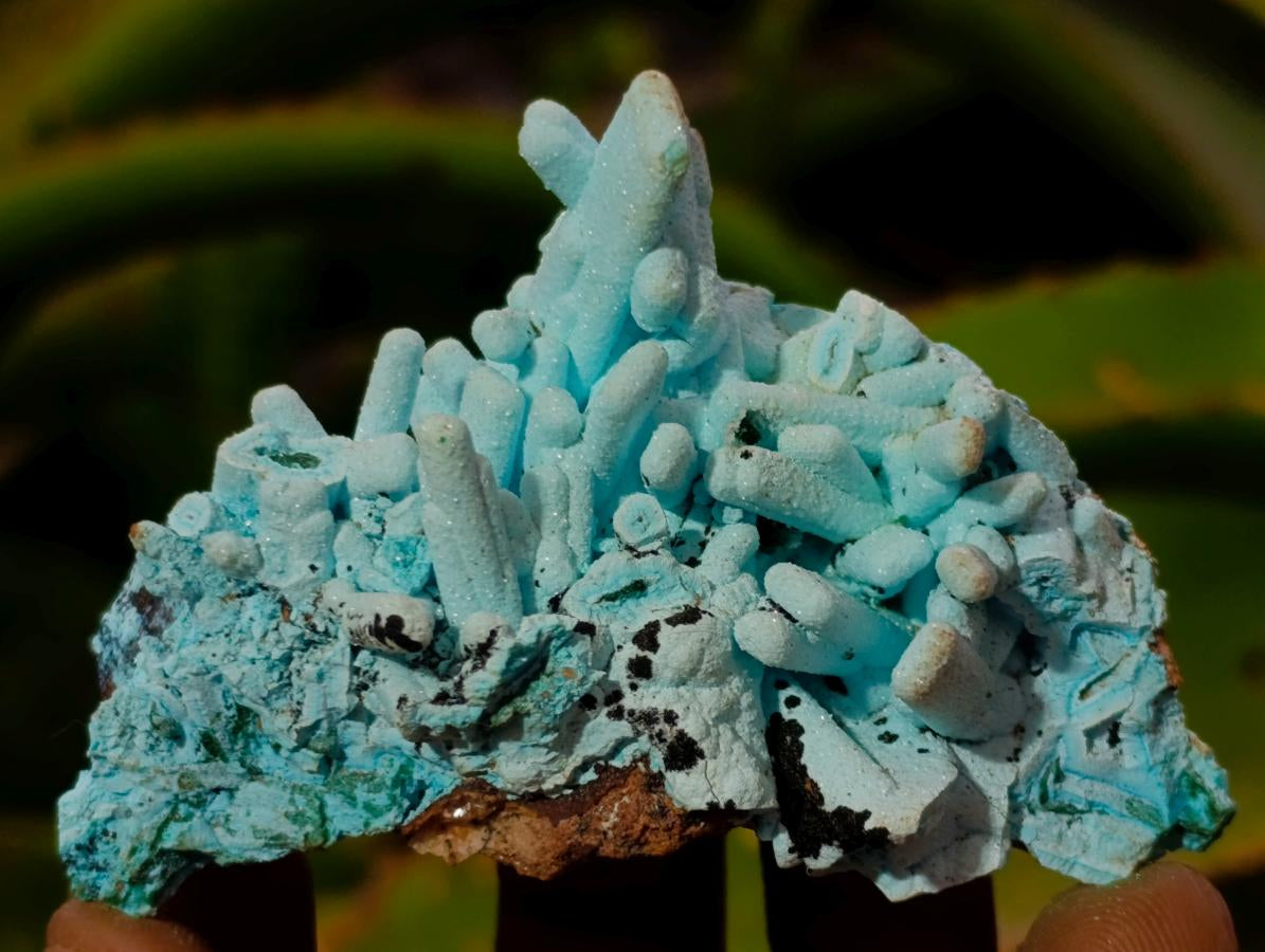 Natural Tabular Chrysocolla Pseudomorph after Azurite after Malachite Specimen x 1 From Lupoto Mine, Congo