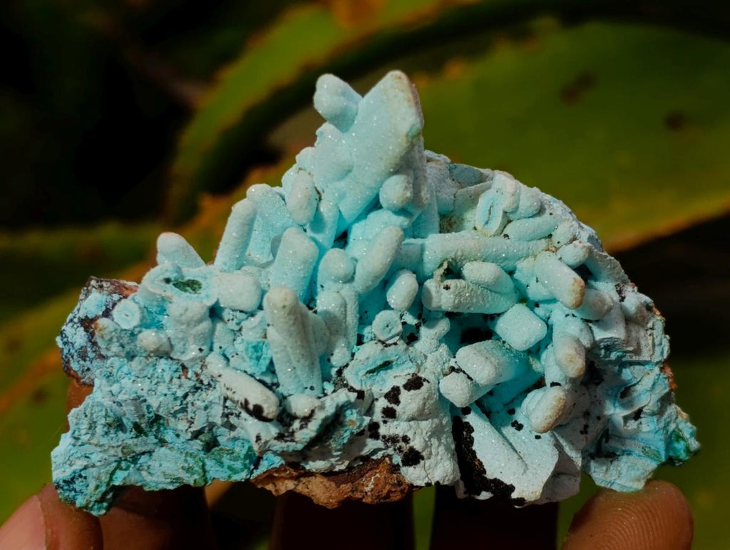 Natural Tabular Chrysocolla Pseudomorph after Azurite after Malachite Specimen x 1 From Lupoto Mine, Congo