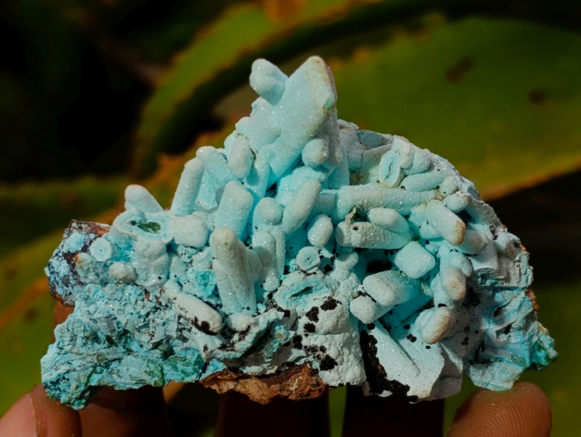 Natural Tabular Chrysocolla Pseudomorph after Azurite after Malachite Specimen x 1 From Lupoto Mine, Congo