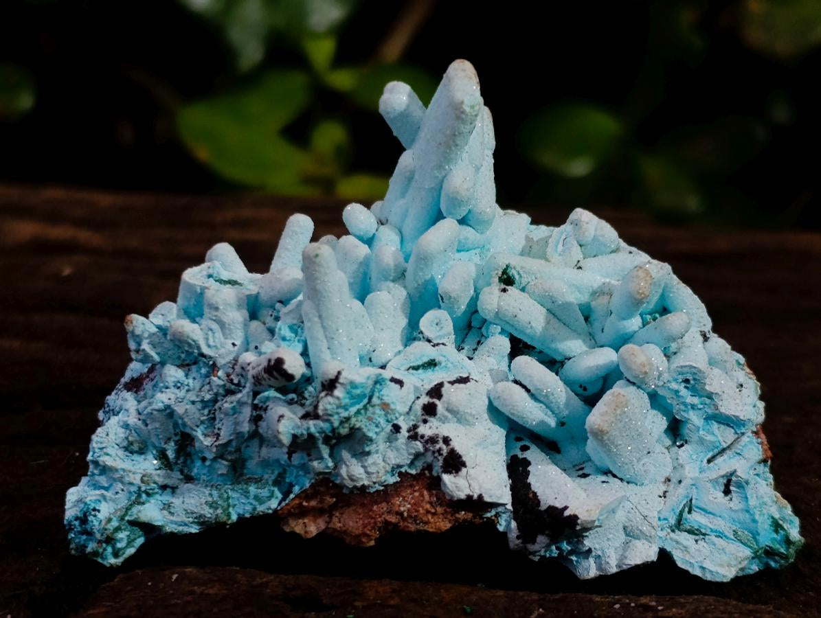 Natural Tabular Chrysocolla Pseudomorph after Azurite after Malachite Specimen x 1 From Lupoto Mine, Congo