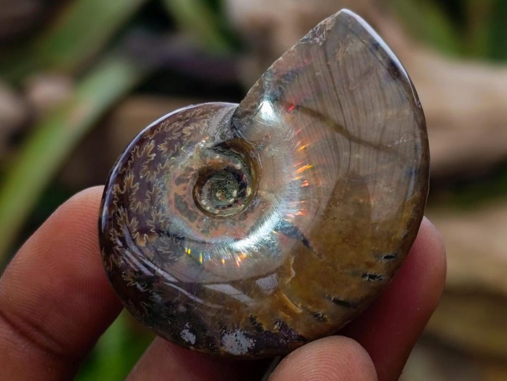 Polished and Natural Mixed Set of 20 African Minerals Crystals and Fossil in a Wooden Display Box x 1 From Southern Africa