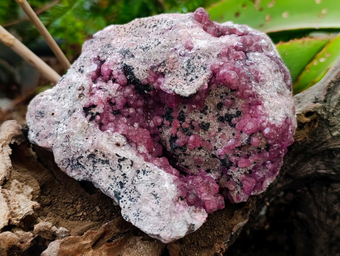 Natural Exquisite Large Gemmy Pink Spherocobaltite and Heterogenite Specimen x 1 From Mashamba West Mine, Congo