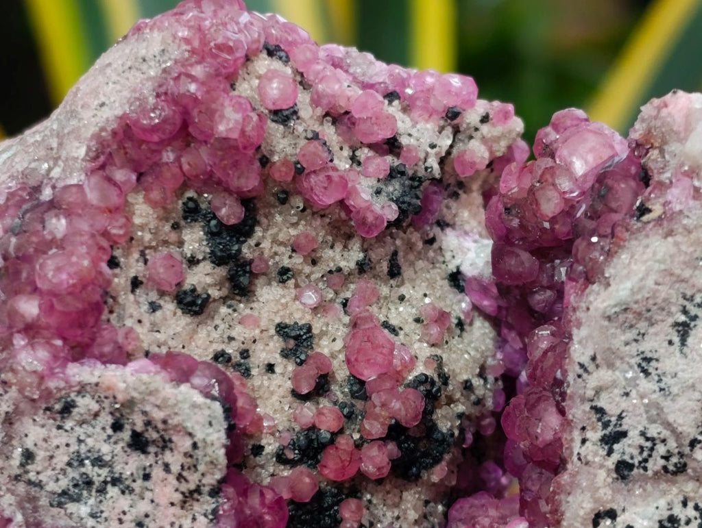 Natural Exquisite Large Gemmy Pink Spherocobaltite and Heterogenite Specimen x 1 From Mashamba West Mine, Congo