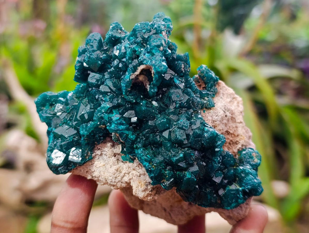 Natural Gorgeous Emerald Green Cabinet Sized Classic Dioptase Specimen x 1 From Tantara Mine, Congo