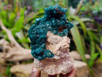 Natural Gorgeous Emerald Green Cabinet Sized Classic Dioptase Specimen x 1 From Tantara Mine, Congo