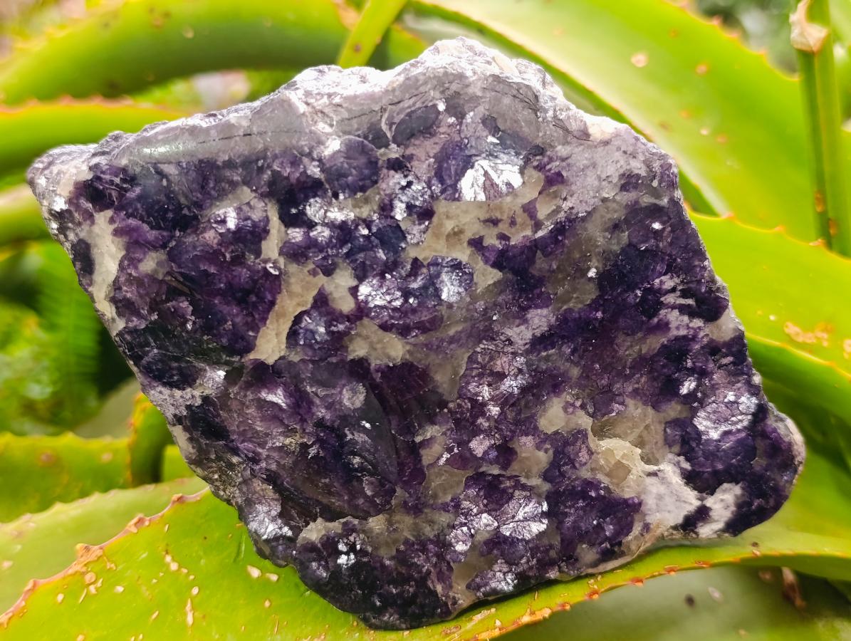 Polished One Side Silver Leaf Lepidolite Gemstone Display Piece x 1 From Zimbabwe