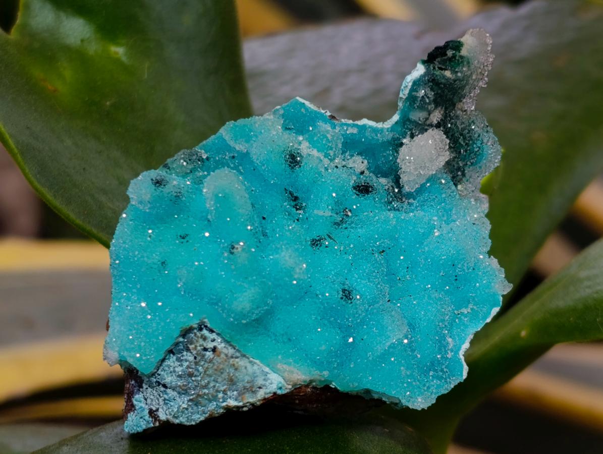 Natural Stunning Stalagmite Sugar Coated Chrysocolla Pseudomorph Specimen with Malachite x 1 From Lupoto Mine, Congo
