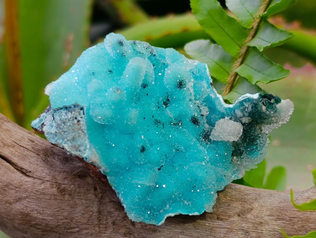 Natural Stunning Stalagmite Sugar Coated Chrysocolla Pseudomorph Specimen with Malachite x 1 From Lupoto Mine, Congo