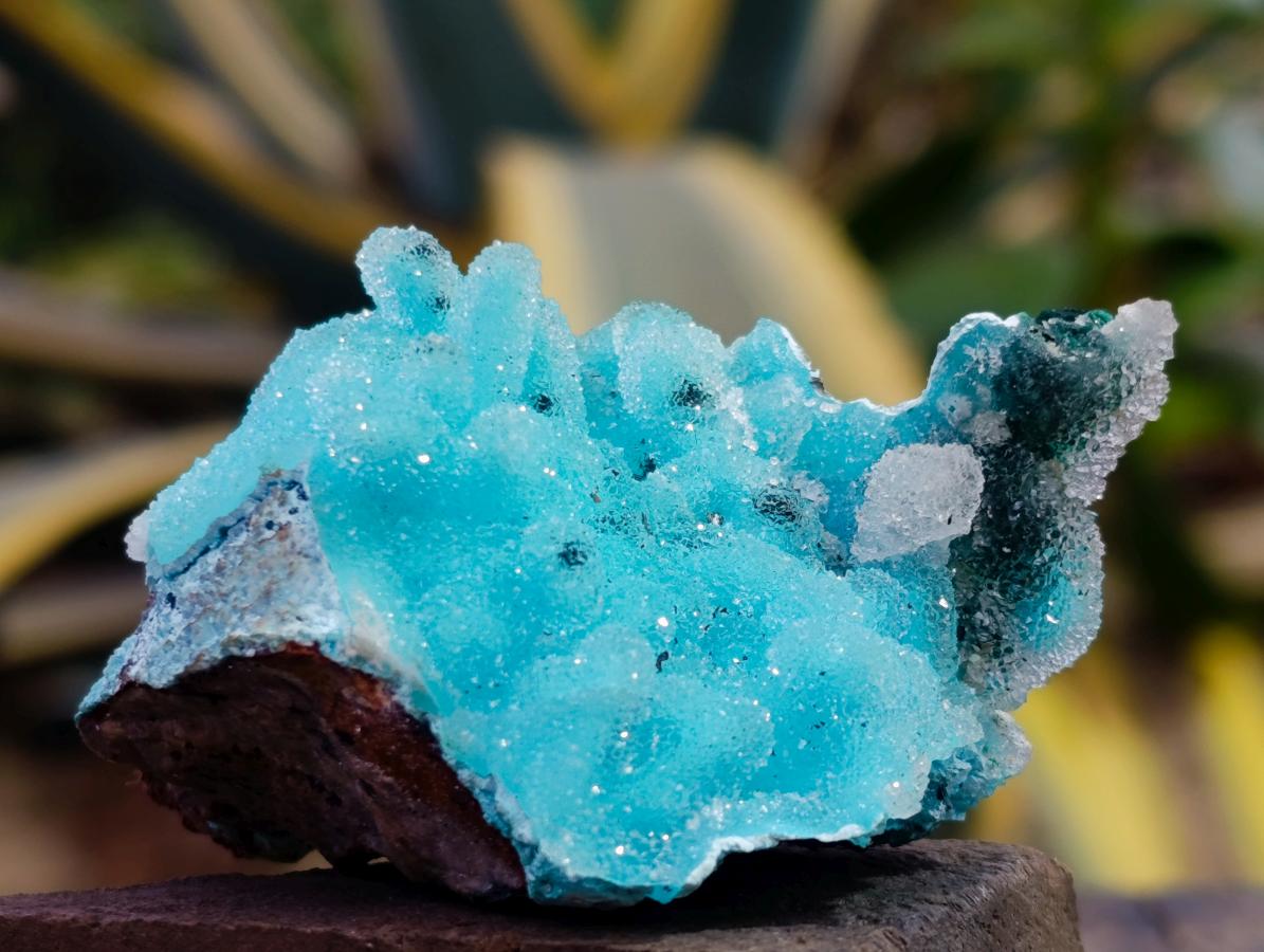 Natural Stunning Stalagmite Sugar Coated Chrysocolla Pseudomorph Specimen with Malachite x 1 From Lupoto Mine, Congo
