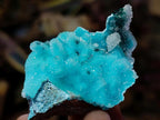 Natural Stunning Stalagmite Sugar Coated Chrysocolla Pseudomorph Specimen with Malachite x 1 From Lupoto Mine, Congo