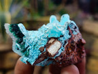 Natural Stunning Stalagmite Sugar Coated Chrysocolla Pseudomorph Specimen with Malachite x 1 From Lupoto Mine, Congo