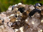 Natural Highly Fluorescent Schorl Black Tourmaline Smokey Quartz and Hyalite Opal Specimen x 1 From Erongo, Namibia