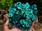 Natural Exquisite Large Silky Rosette Malachite Specimen x 1 From Kasompe, Congo