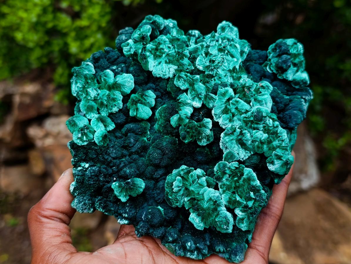 Natural Exquisite Large Silky Rosette Malachite Specimen x 1 From Kasompe, Congo