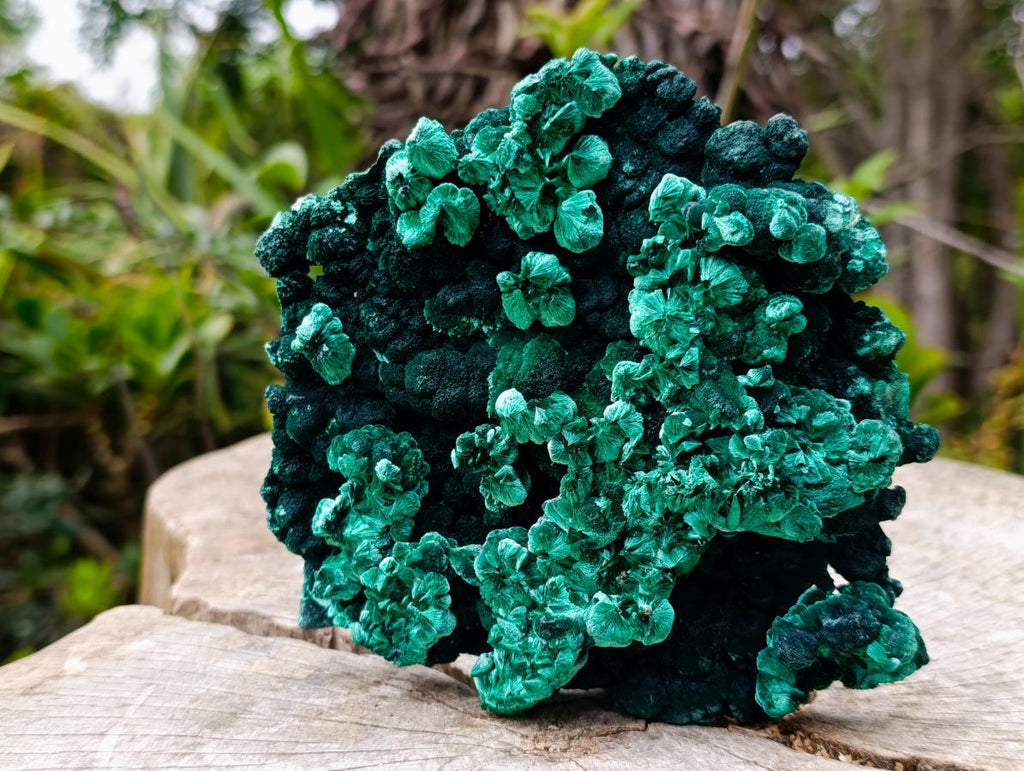 Natural Exquisite Large Silky Rosette Malachite Specimen x 1 From Kasompe, Congo