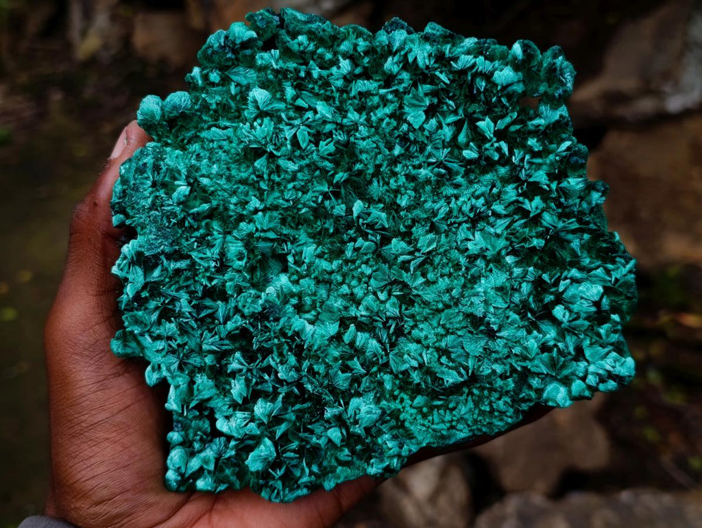 Natural Exquisite Large Silky Rosette Malachite Specimen x 1 From Kasompe, Congo