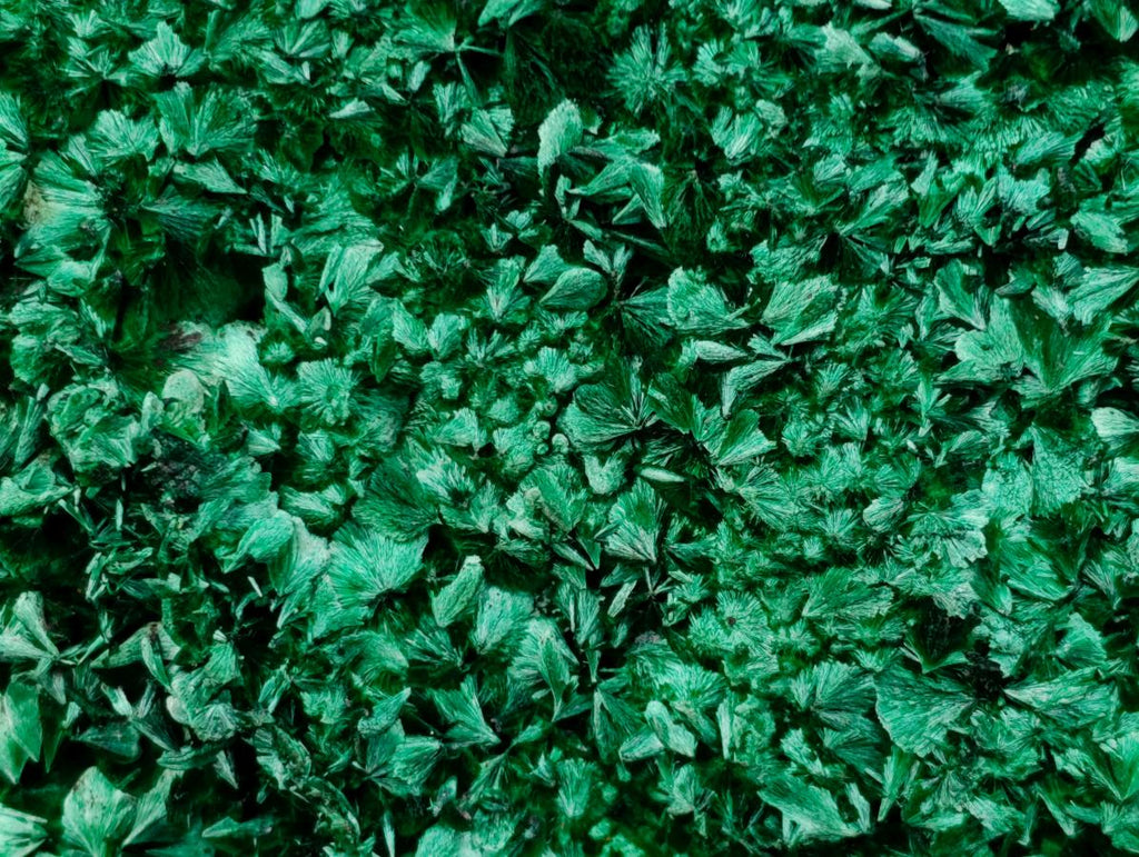 Natural Exquisite Large Silky Rosette Malachite Specimen x 1 From Kasompe, Congo