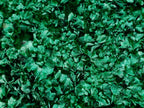 Natural Exquisite Large Silky Rosette Malachite Specimen x 1 From Kasompe, Congo
