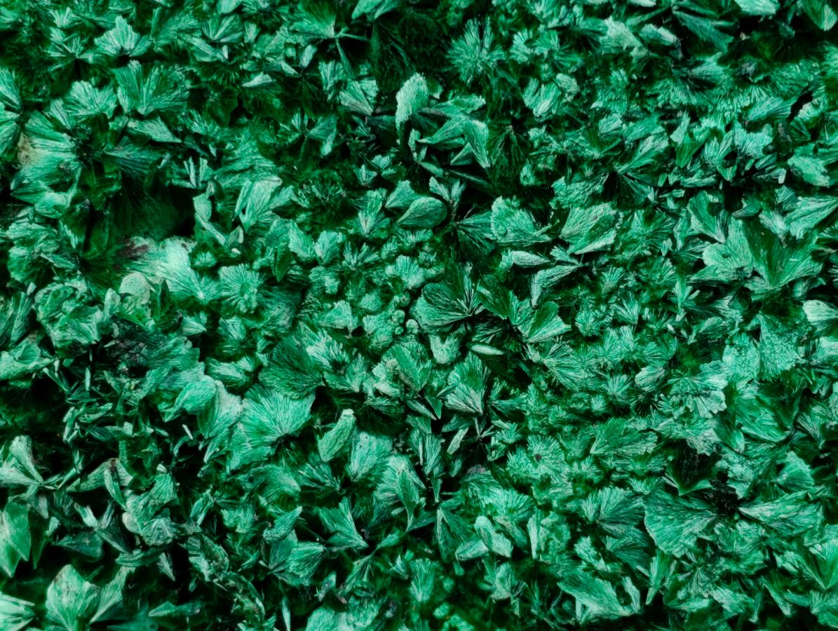 Natural Exquisite Large Silky Rosette Malachite Specimen x 1 From Kasompe, Congo