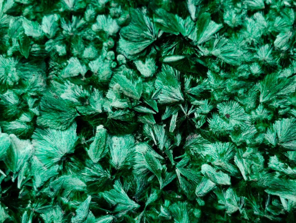Natural Exquisite Large Silky Rosette Malachite Specimen x 1 From Kasompe, Congo