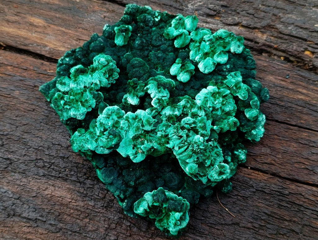 Natural Exquisite Large Silky Rosette Malachite Specimen x 1 From Kasompe, Congo