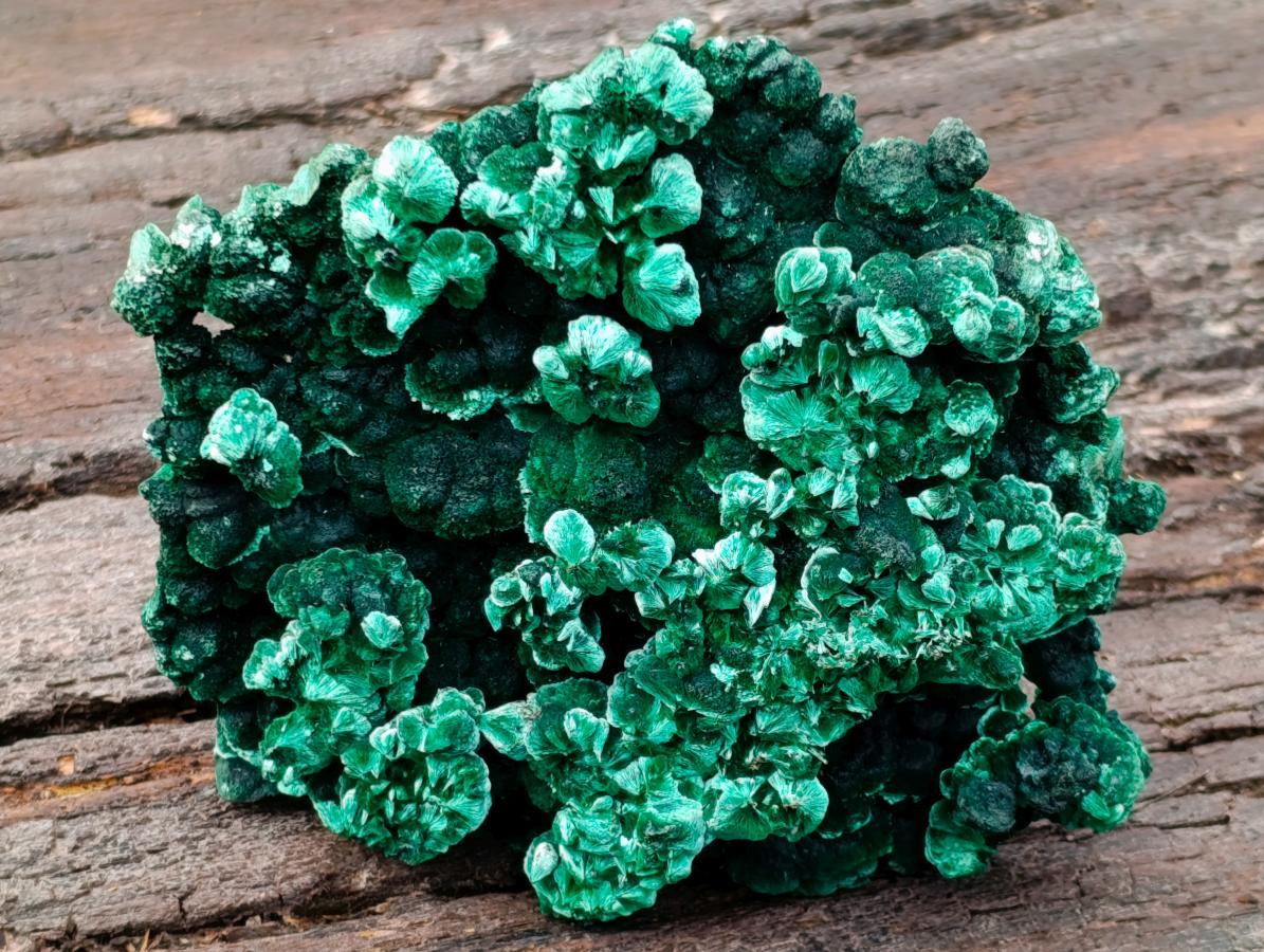 Natural Exquisite Large Silky Rosette Malachite Specimen x 1 From Kasompe, Congo