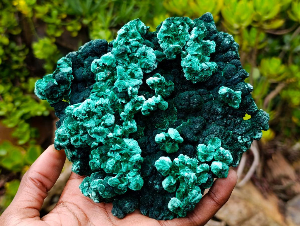 Natural Exquisite Large Silky Rosette Malachite Specimen x 1 From Kasompe, Congo