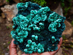 Natural Exquisite Large Silky Rosette Malachite Specimen x 1 From Kasompe, Congo