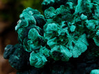 Natural Exquisite Large Silky Rosette Malachite Specimen x 1 From Kasompe, Congo