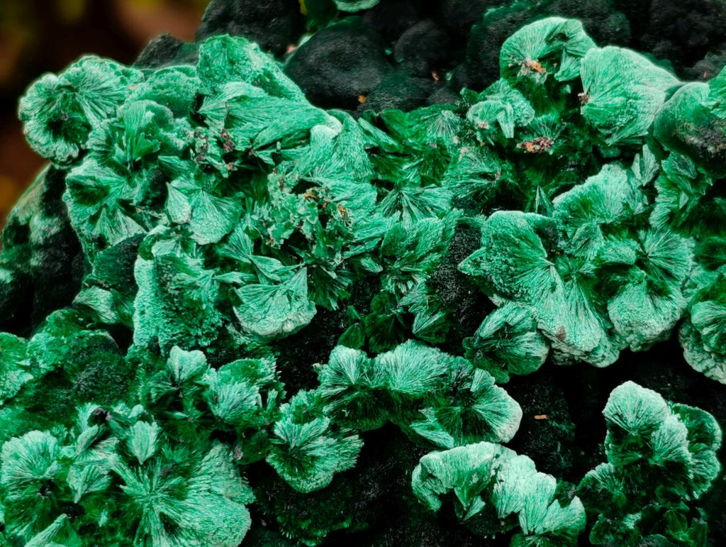 Natural Exquisite Large Silky Rosette Malachite Specimen x 1 From Kasompe, Congo