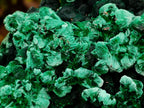 Natural Exquisite Large Silky Rosette Malachite Specimen x 1 From Kasompe, Congo