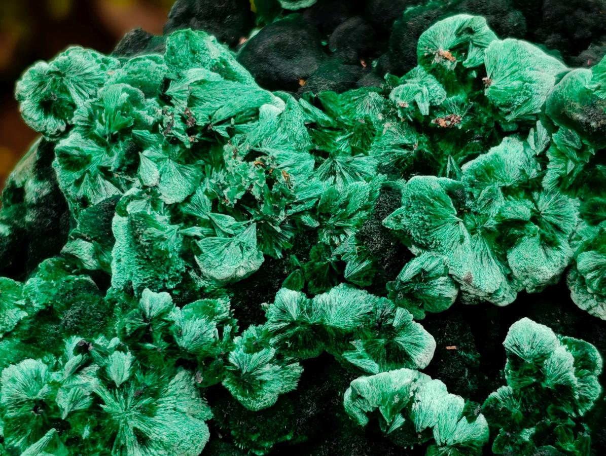 Natural Exquisite Large Silky Rosette Malachite Specimen x 1 From Kasompe, Congo