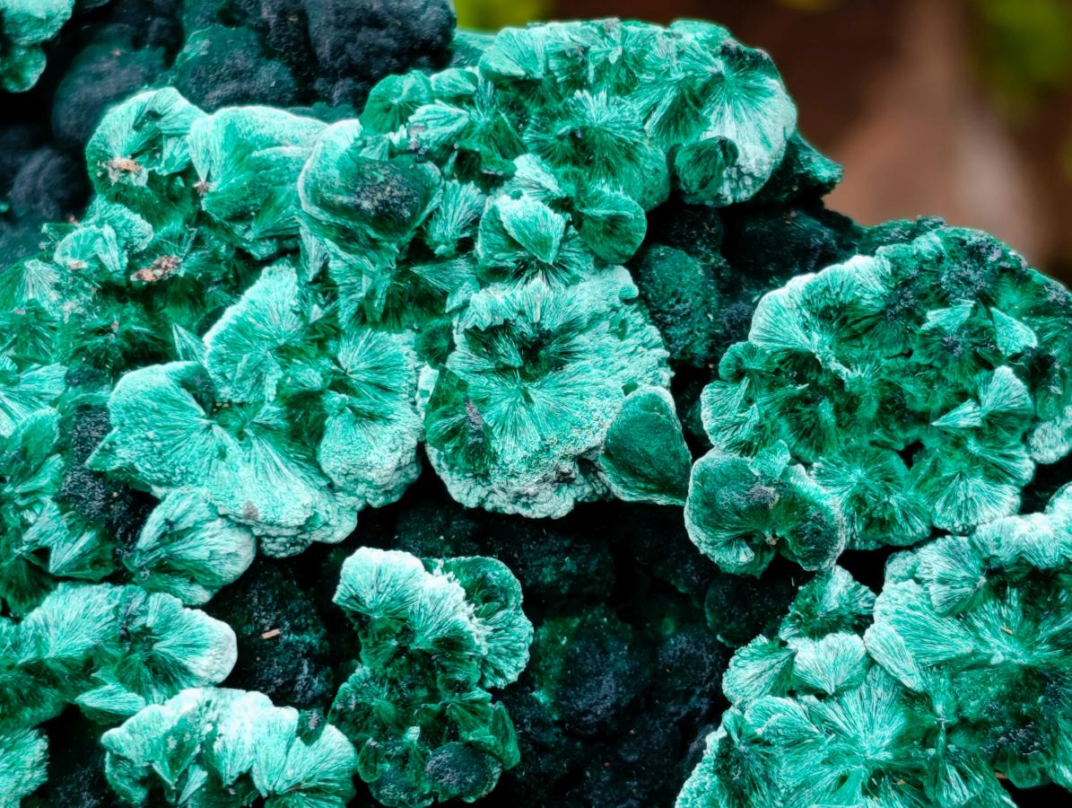 Natural Exquisite Large Silky Rosette Malachite Specimen x 1 From Kasompe, Congo