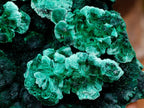 Natural Exquisite Large Silky Rosette Malachite Specimen x 1 From Kasompe, Congo