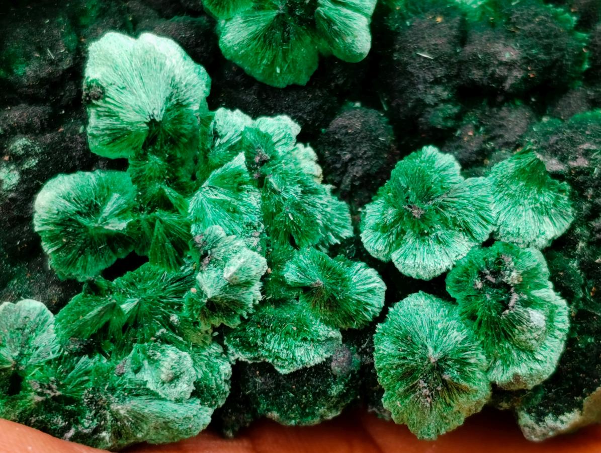 Natural Exquisite Large Silky Rosette Malachite Specimen x 1 From Kasompe, Congo