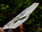 Natural Large Bladed Hiddenite Spodumene Gemmy Crystal x 1 From Afghanistan