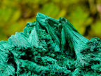 Natural Lustrous Fibrous Silky Malachite Specimen x 1 From Kasompe, Congo