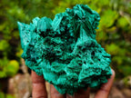 Natural Lustrous Fibrous Silky Malachite Specimen x 1 From Kasompe, Congo