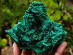 Natural Lustrous Fibrous Silky Malachite Specimen x 1 From Kasompe, Congo