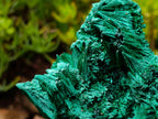 Natural Lustrous Fibrous Silky Malachite Specimen x 1 From Kasompe, Congo