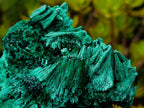 Natural Lustrous Fibrous Silky Malachite Specimen x 1 From Kasompe, Congo