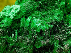 Natural Lustrous Fibrous Silky Malachite Specimen x 1 From Kasompe, Congo