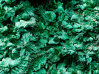 Natural XL Fibrous Silky Malachite Geode Specimen x 1 From Kasompe, Congo